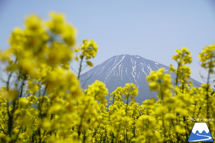 倶知安旭ヶ丘スキー場と三島さん家の芝桜の丘。